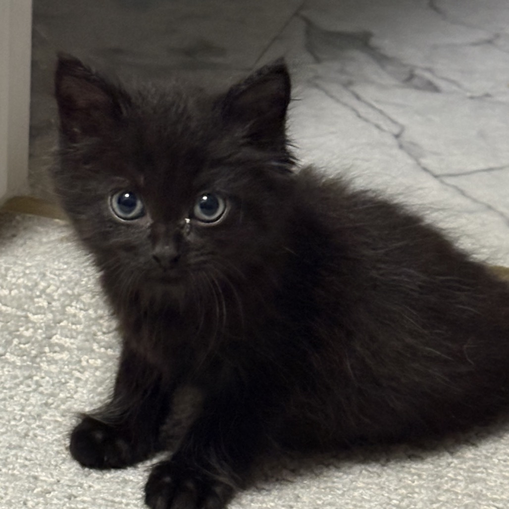 JELLY - Domestic Medium Hair available for adoption