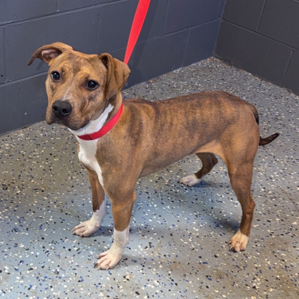 Alice