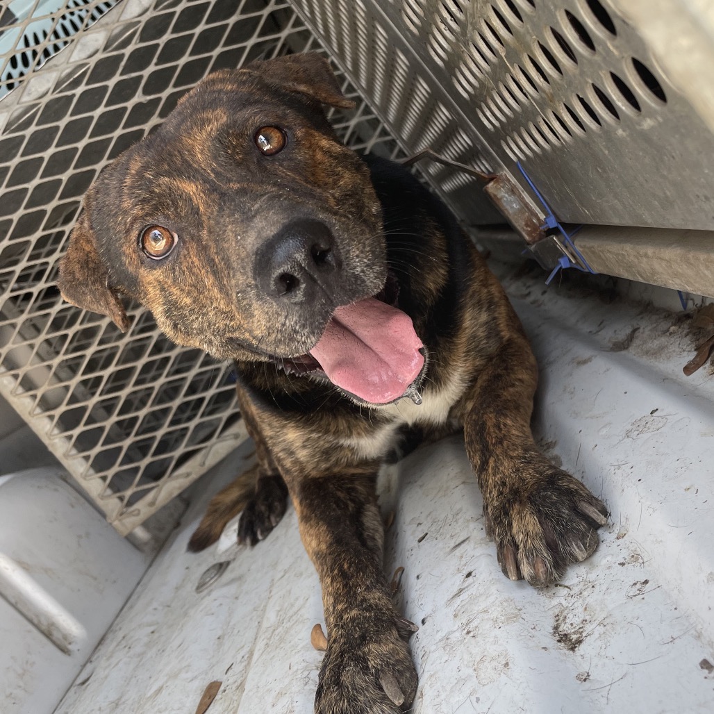 WILLIS - Shepherd available for adoption