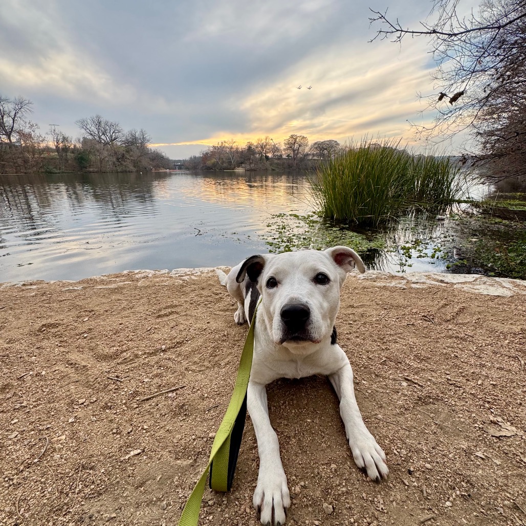 Antoinette, adoptable senior dog