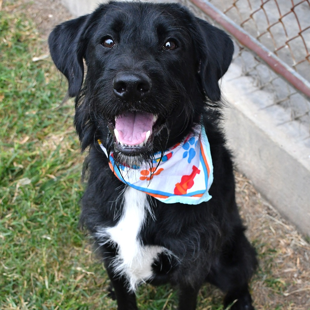 BARNABY - Schnauzer / Standard available for adoption
