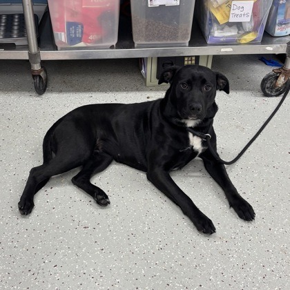 Darla — thumbnail 2