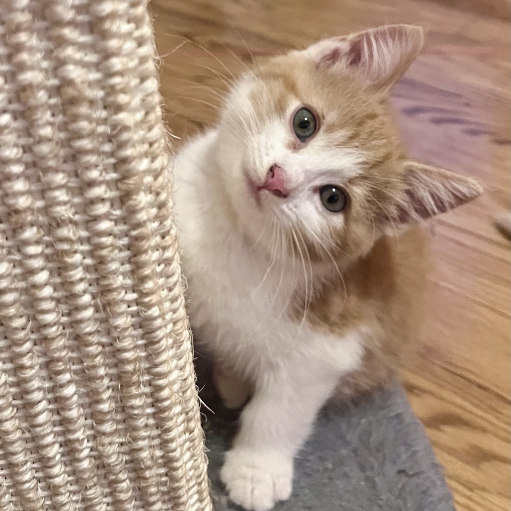 Photo of Taco