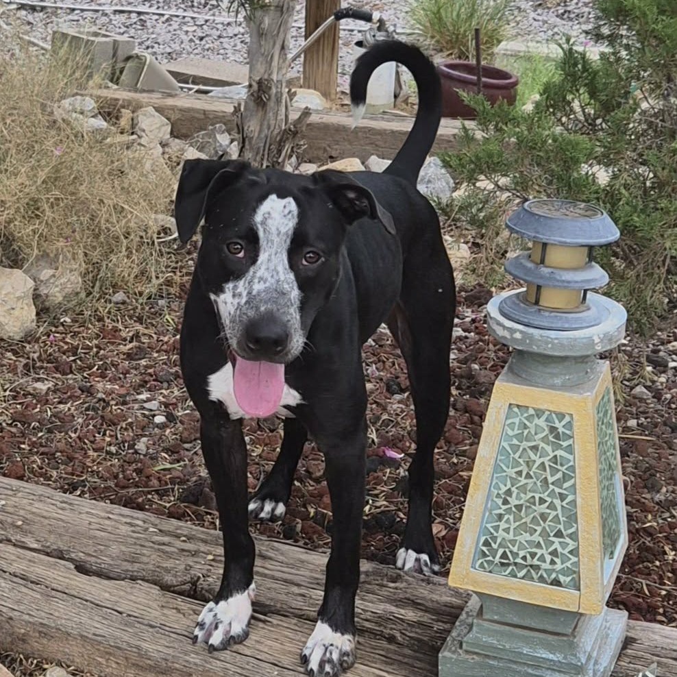 DUCKY - PAWS - Mixed Breed (Medium) for adoption in Las Cruces