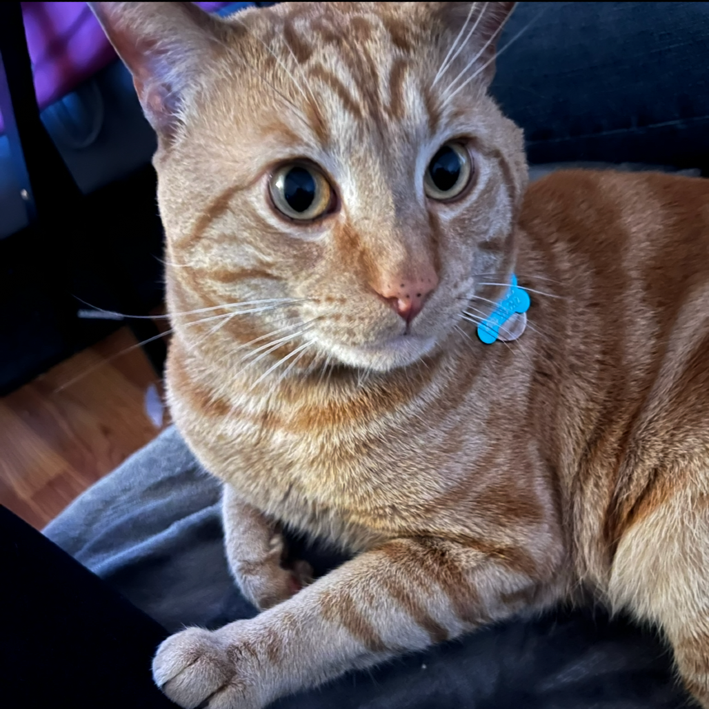 Tyler Purrfoli - Domestic Shorthair
