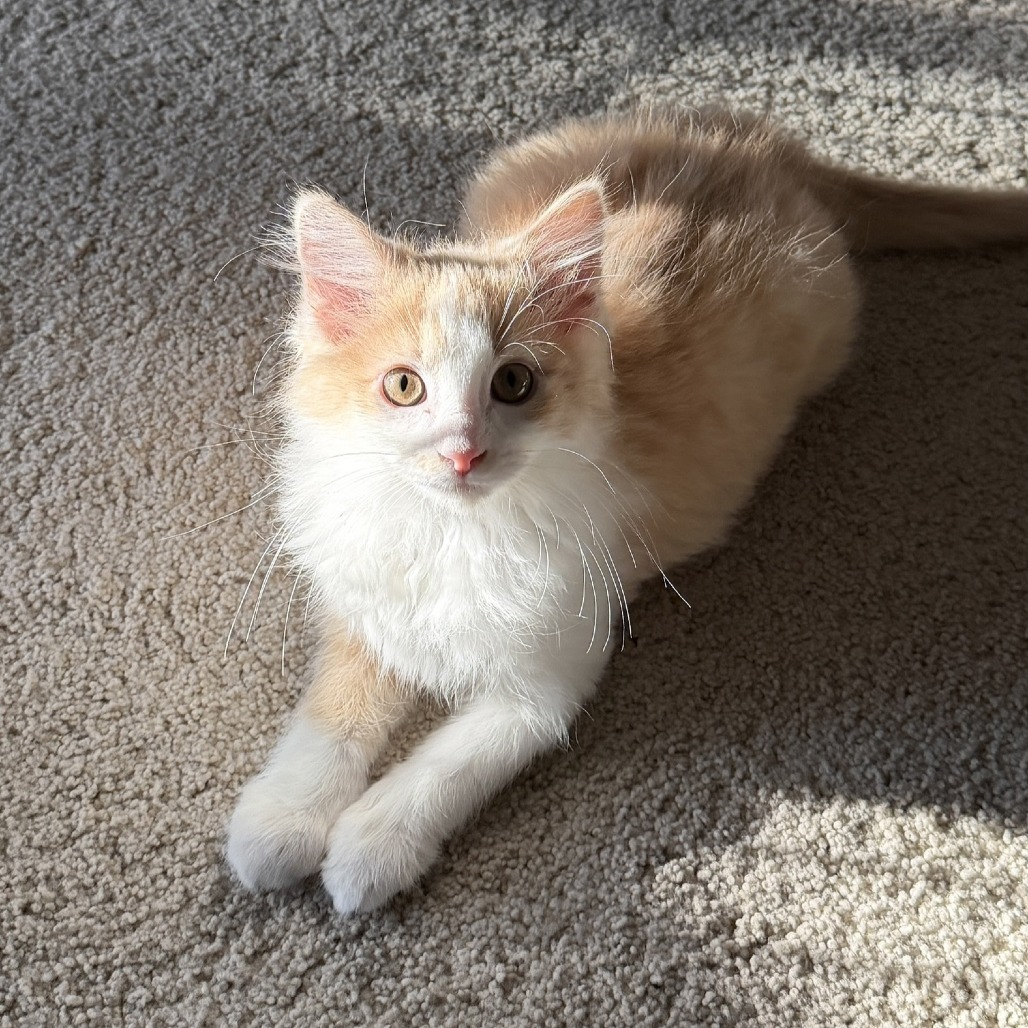 FREEDOM - Domestic Longhair available for adoption