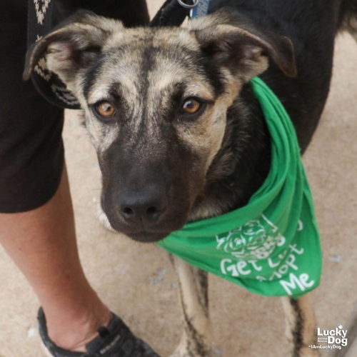 FLYNN - Shepherd available for adoption