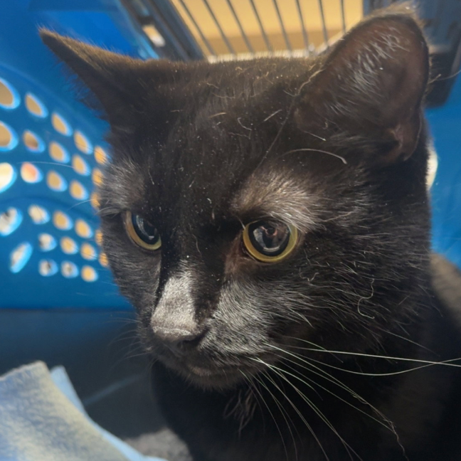Toothless, available for adoption