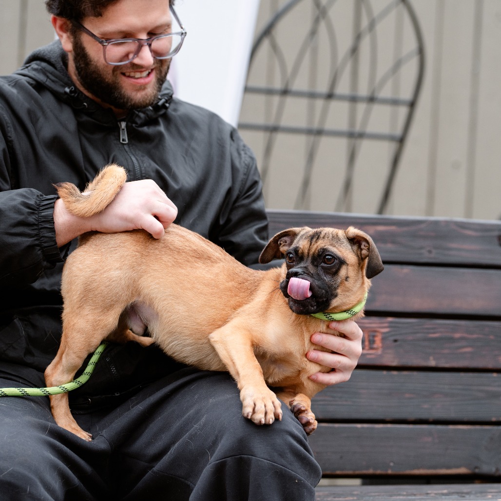 Beans - Phoenix Animal Rescue