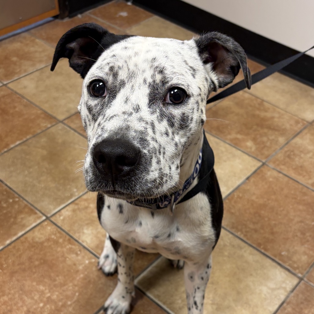 FWT PEPPER - Terrier, Pit Bull / Mixed Breed (Medium) available for adoption
