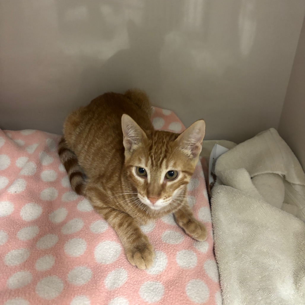 Cheeto - Domestic Shorthair