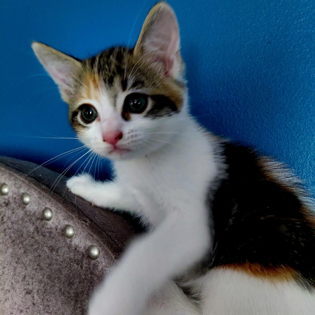 Purrcyllia