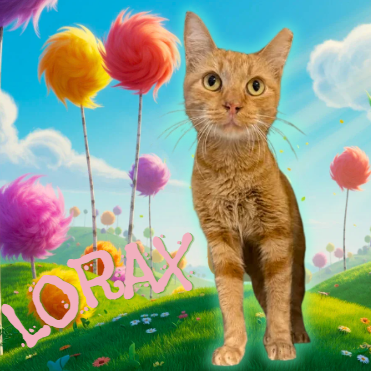 LORAX - Domestic Shorthair available for adoption