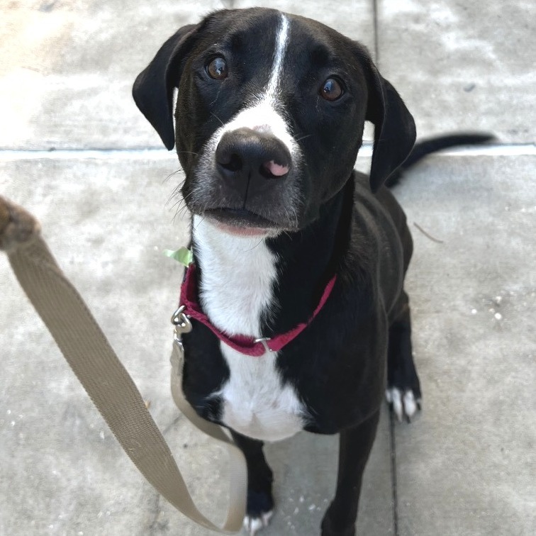 DIANA - Mixed Breed (Medium) available for adoption