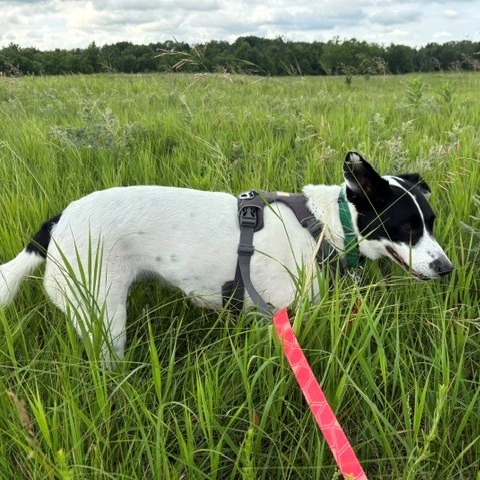 Brie--In Foster, photo 16