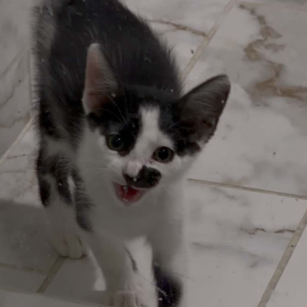 Patches - Costa Mesa Location **Available 10/29/26