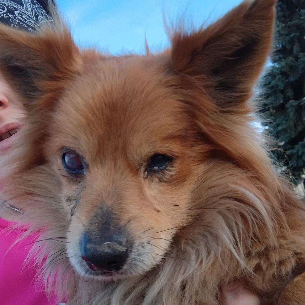Foxy, photo 2
