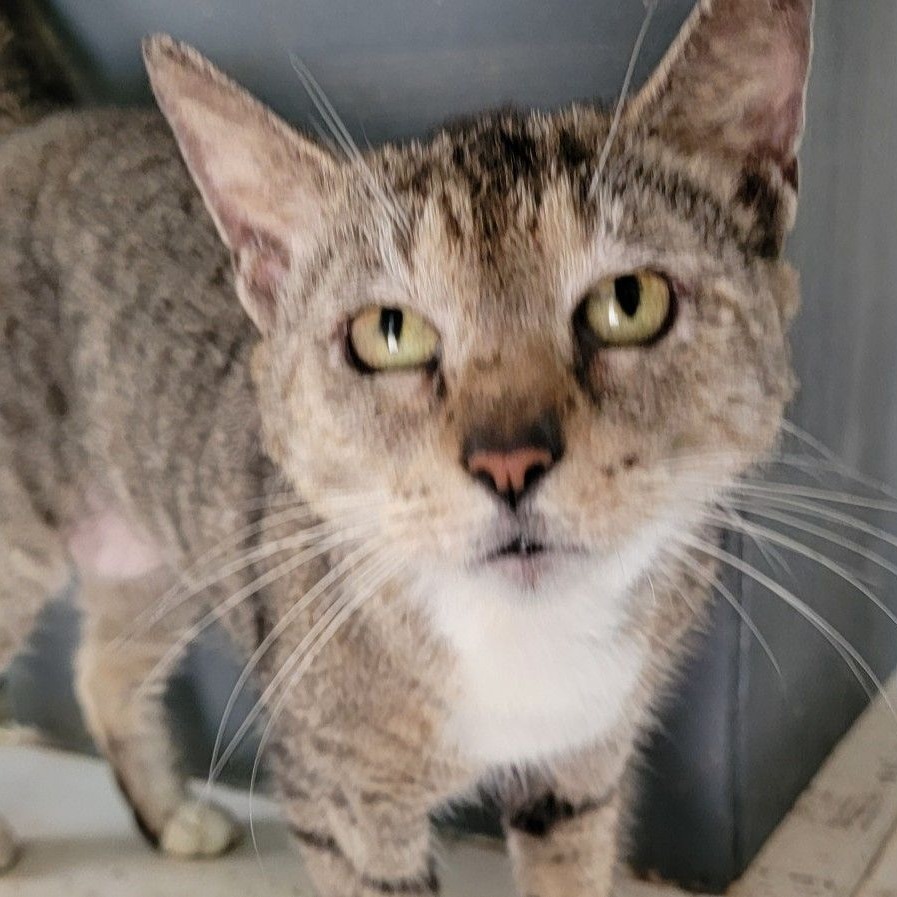 TINA - Domestic Shorthair available for adoption