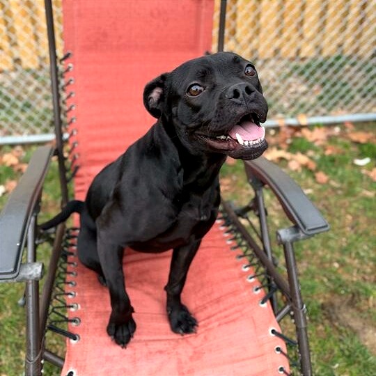TOFFEE TEEFER - Mixed Breed (Medium) for adoption in Dayton