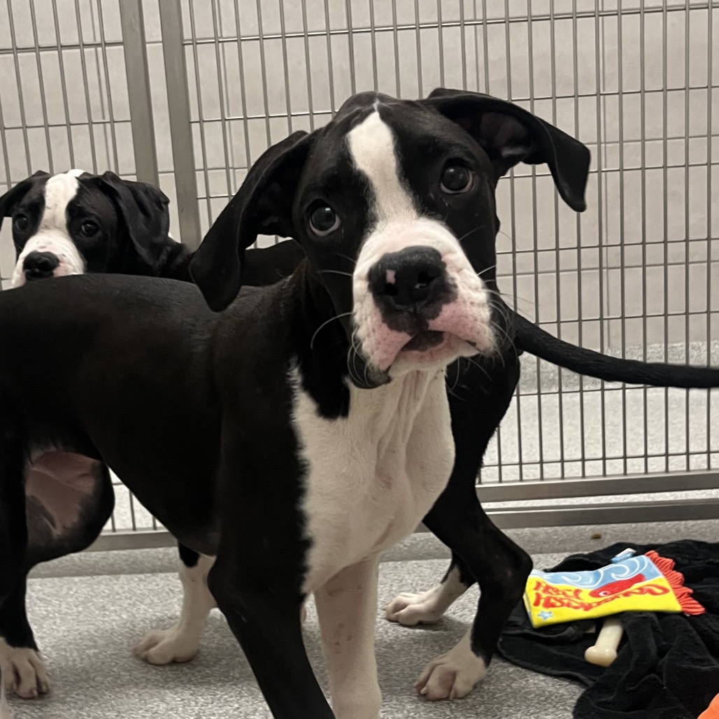 Hinsdale Humane Society Adopt a Dog: Find Your Perfect Companion