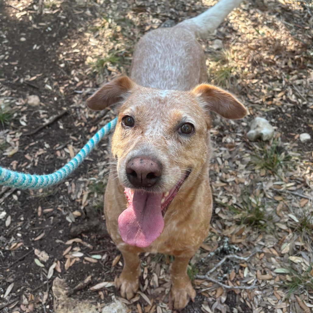 GINGER, photo 5