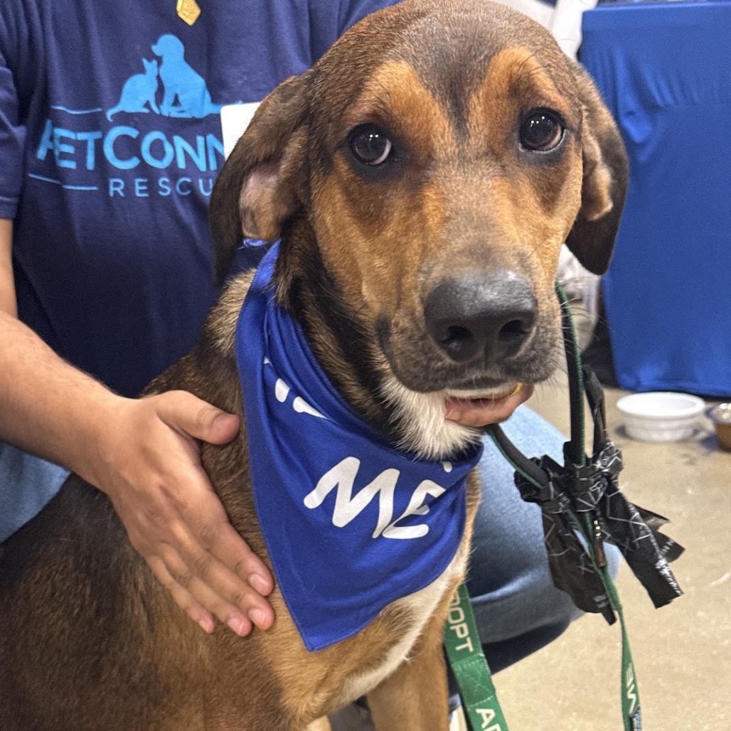 ALIN - Hound available for adoption