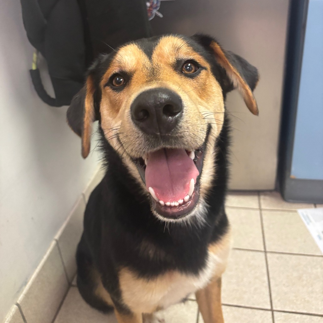 Swazey — thumbnail 2