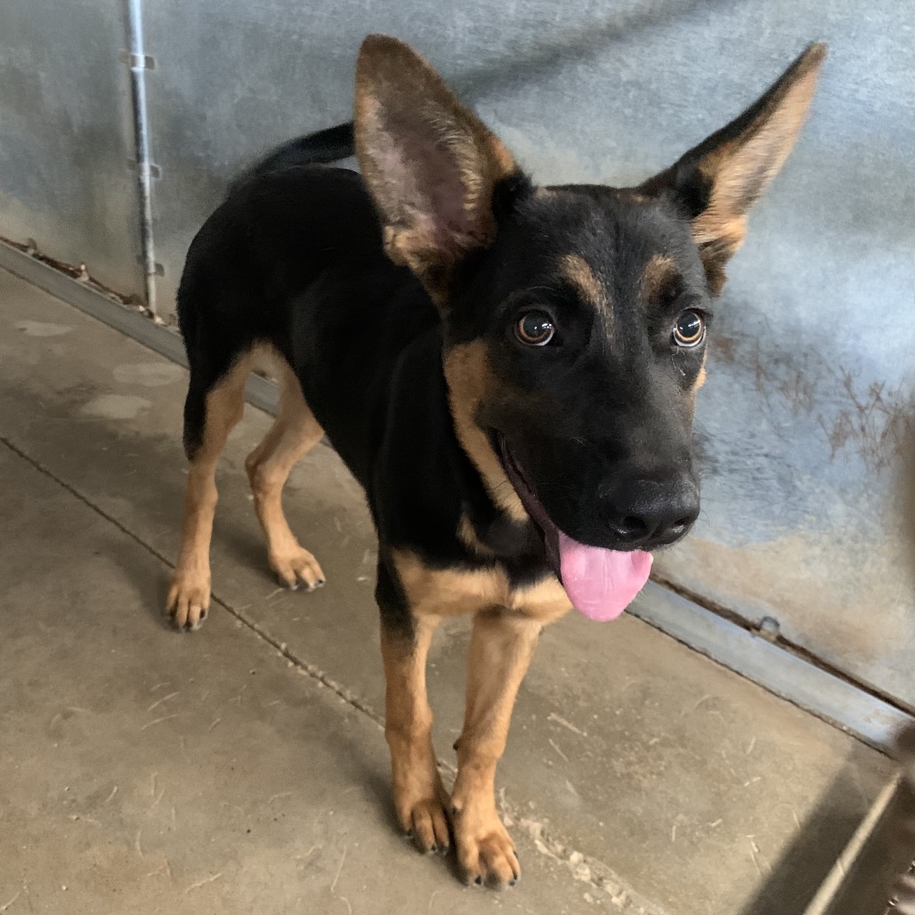 SHASTA - Shepherd available for adoption
