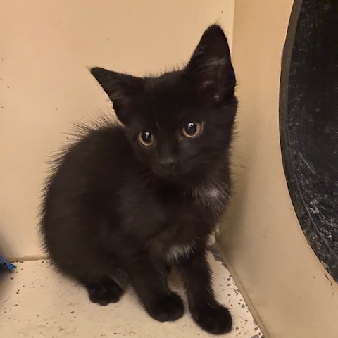 PETRIE - Domestic Shorthair available for adoption