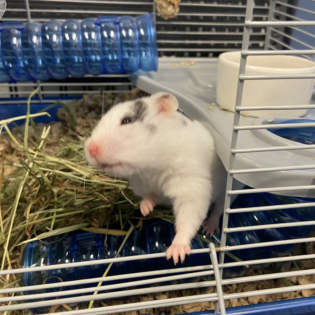 Photo of Mrs. Hamster 7