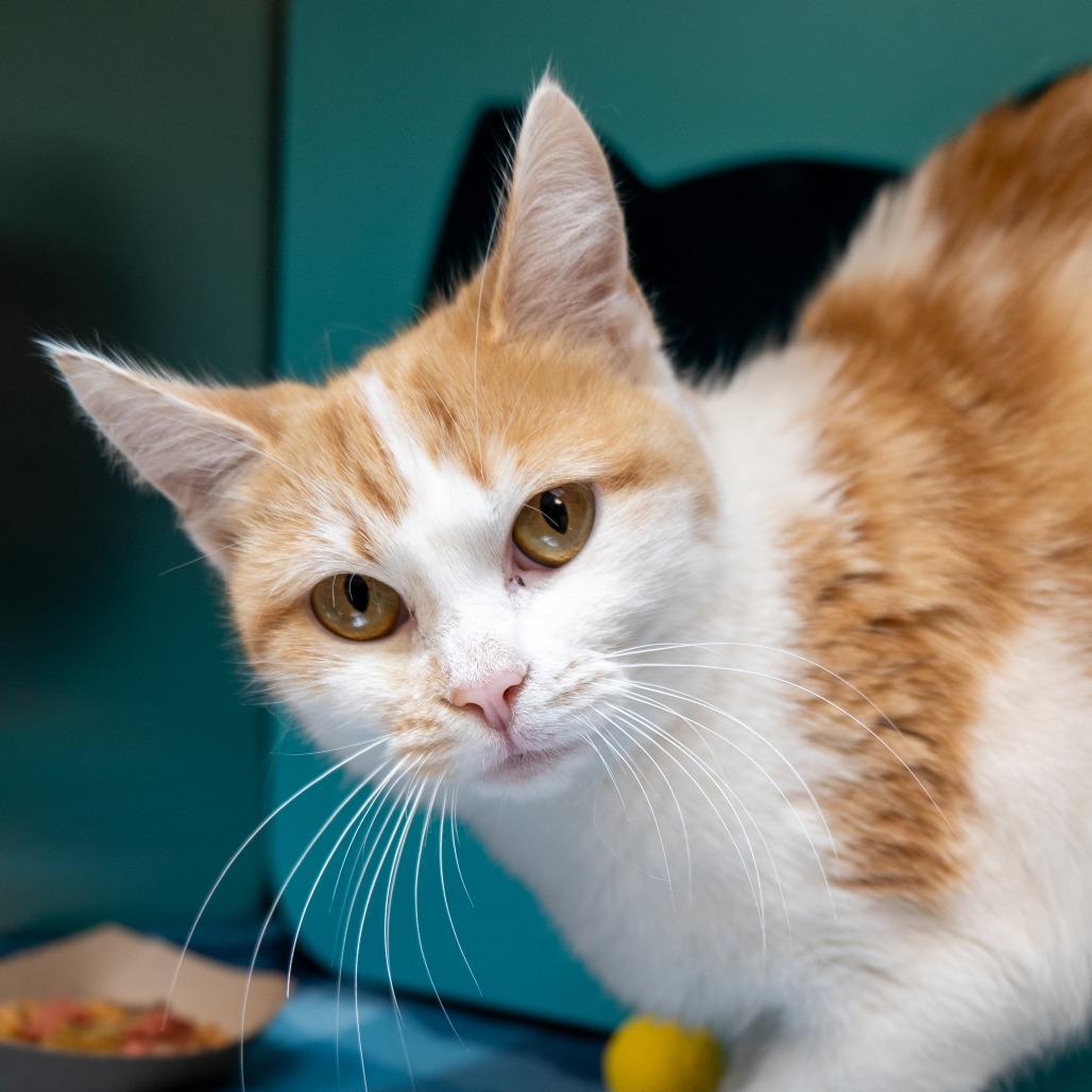 KITA - Domestic Shorthair available for adoption