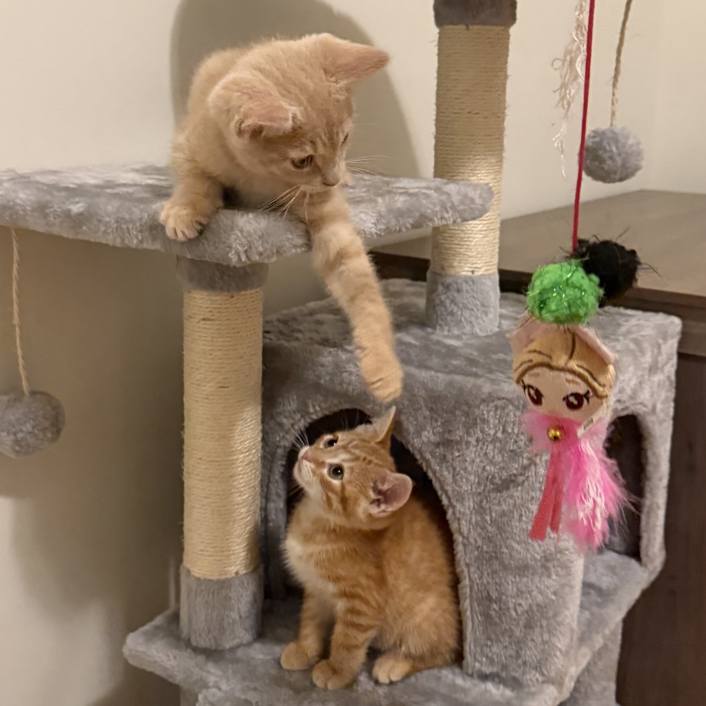 MANGO & CREAM - Domestic Shorthair available for adoption