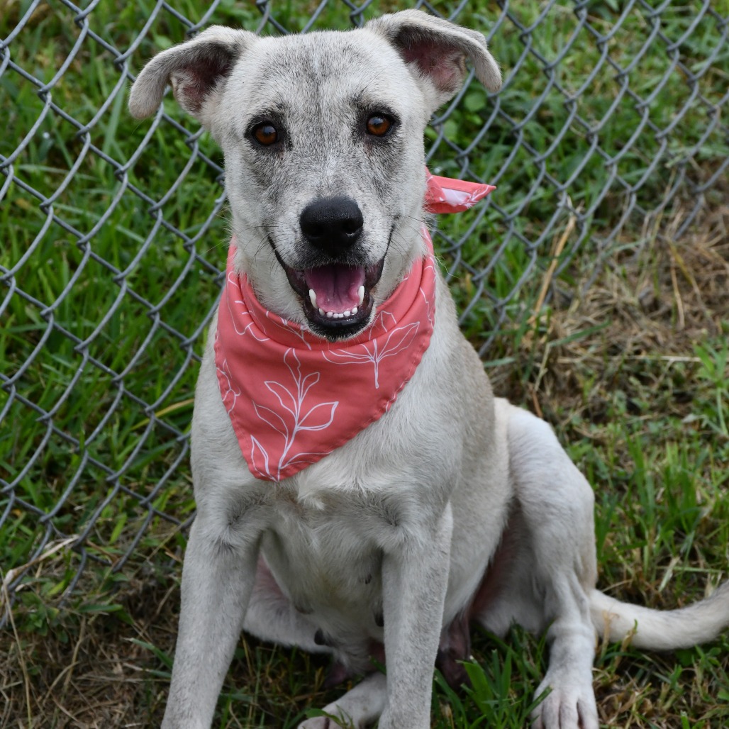 MINA - Shepherd / Retriever, Black Labrador for adoption in Beaumont