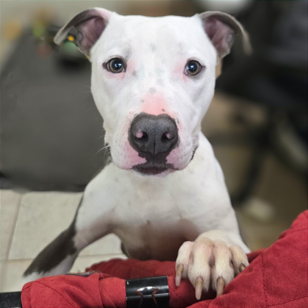 Pulled Pork Sammich — thumbnail 7