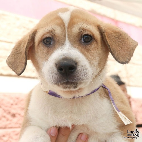 LUPSI - Retriever / Shepherd available for adoption