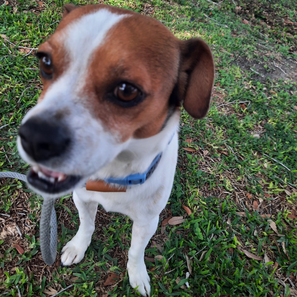 Bruiser photo 9
