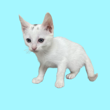 Tusc Stray 81353 2