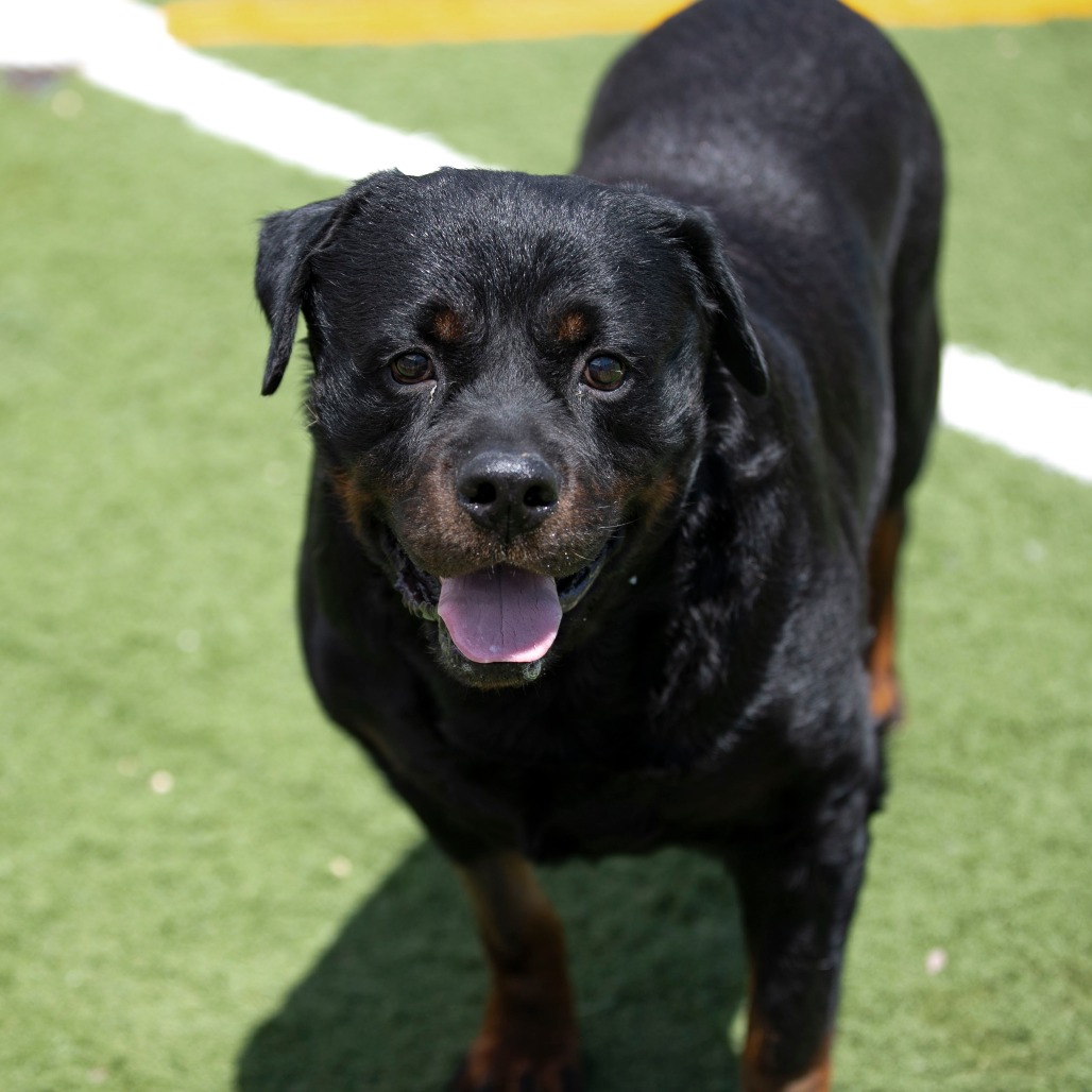 BULL (MY26-87) - Rottweiler for adoption in Colorado Springs