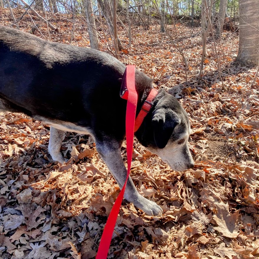 Allie — thumbnail 3