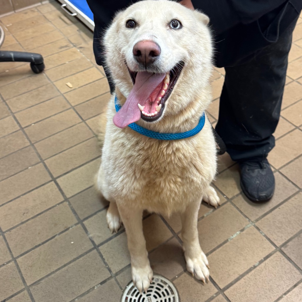 Siberian Husky