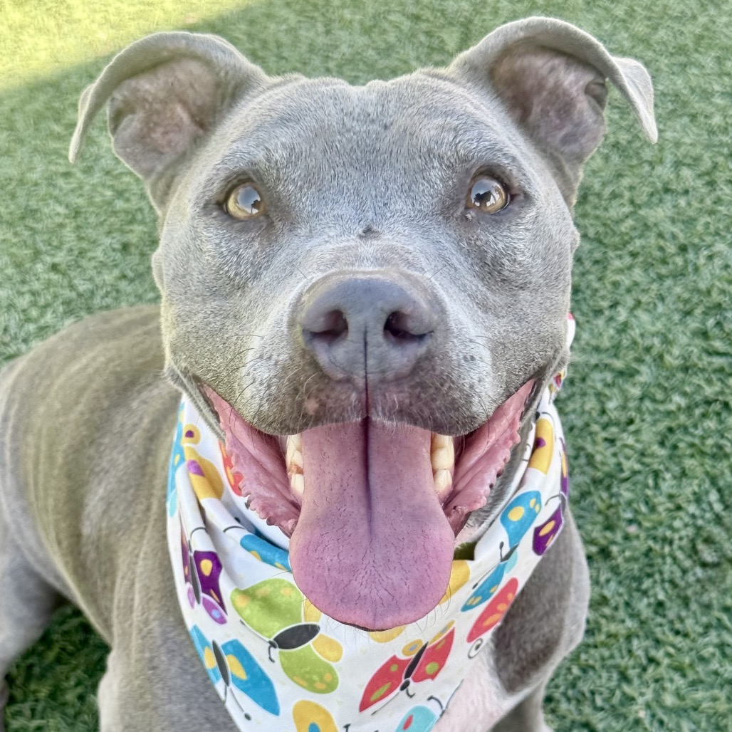 CHYNA - Terrier / Pit Bull for adoption in Henderson