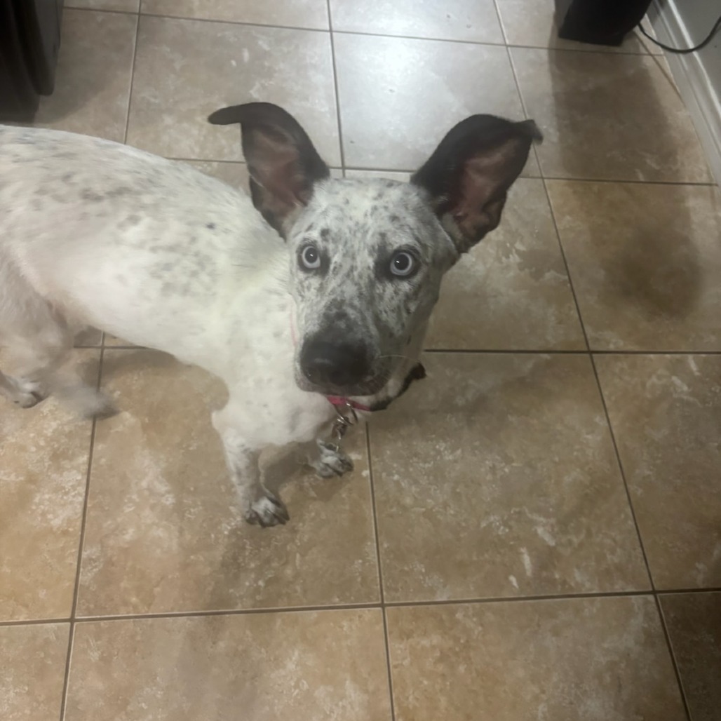 Kona