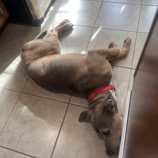 Aries — thumbnail 9