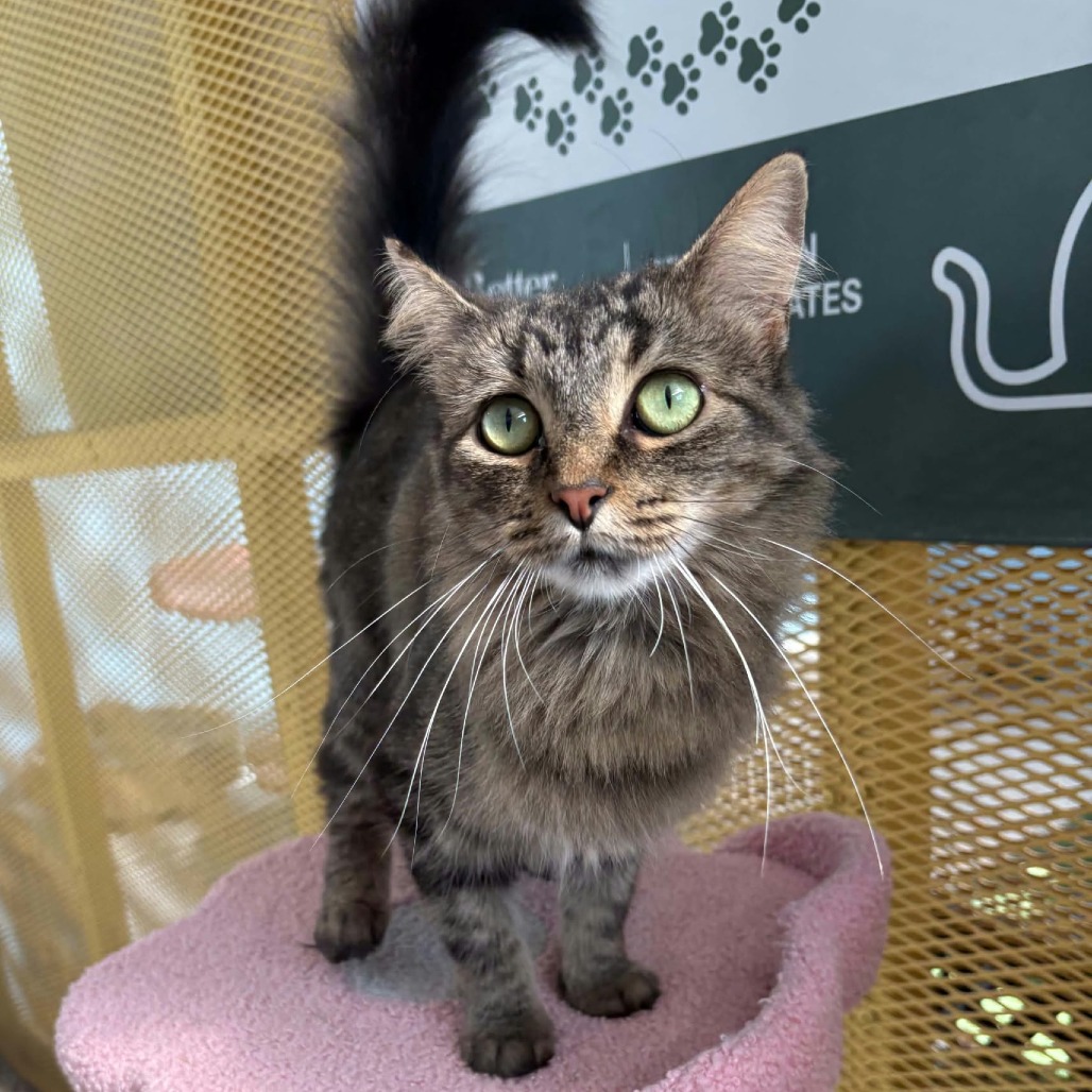ARIEL - Domestic Medium Hair available for adoption