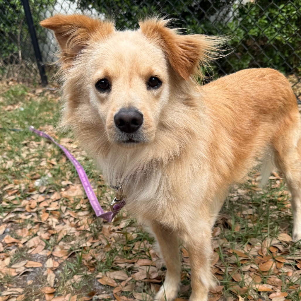 BENTLEY - Mixed Breed (Small) available for adoption