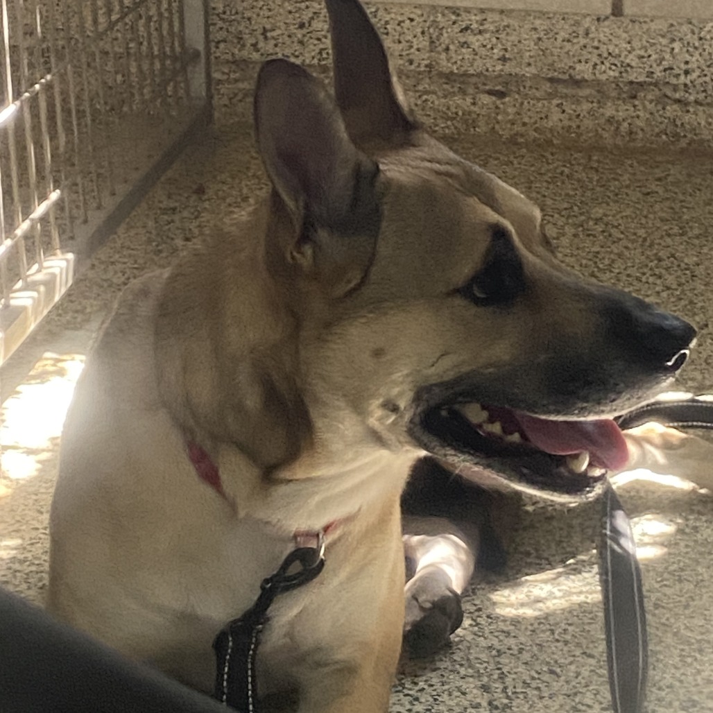 JULIET - Mixed Breed (Medium) available for adoption