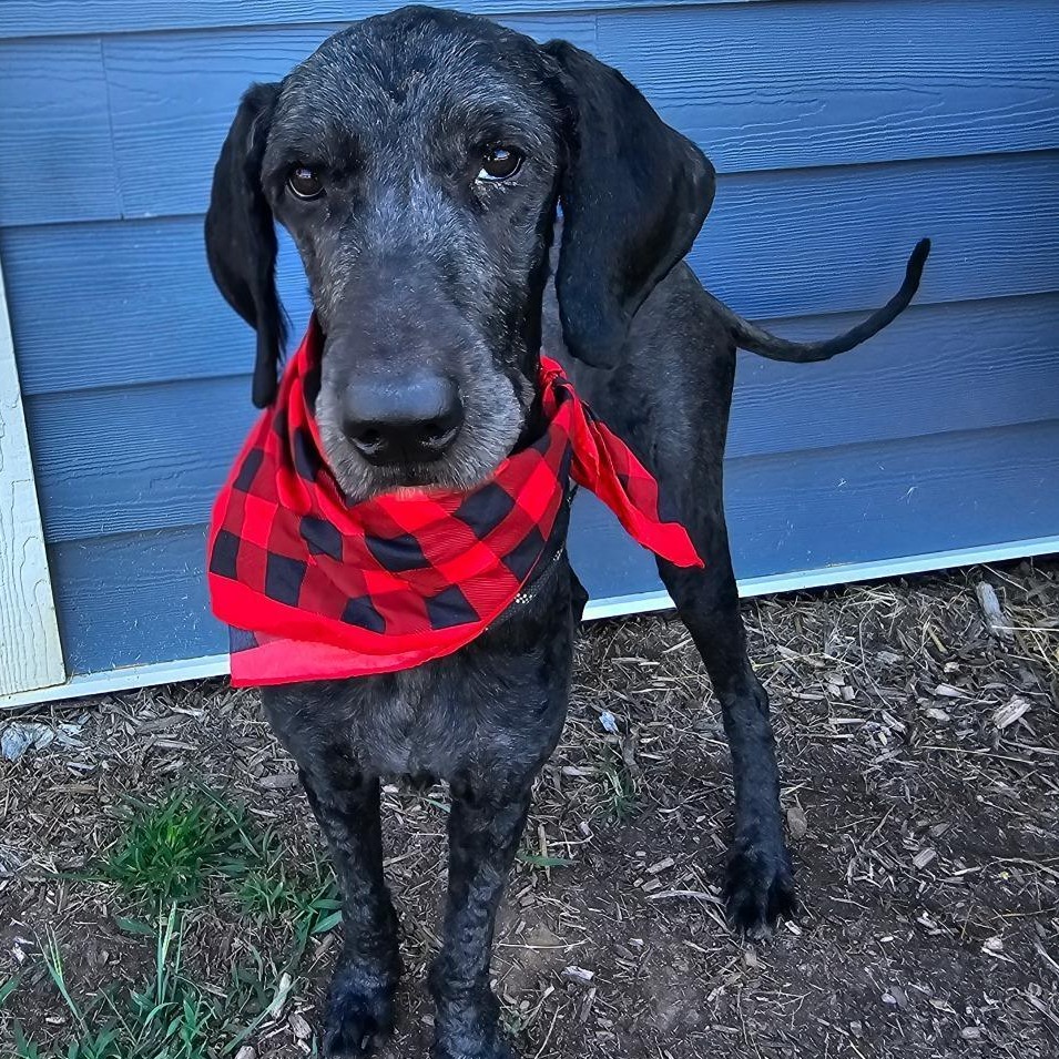 FOSTER NEEDED - Jonathan