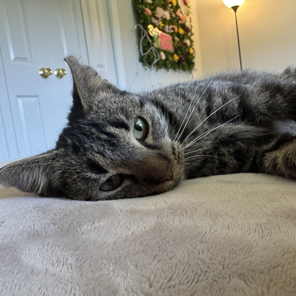 Scruffie, photo 19