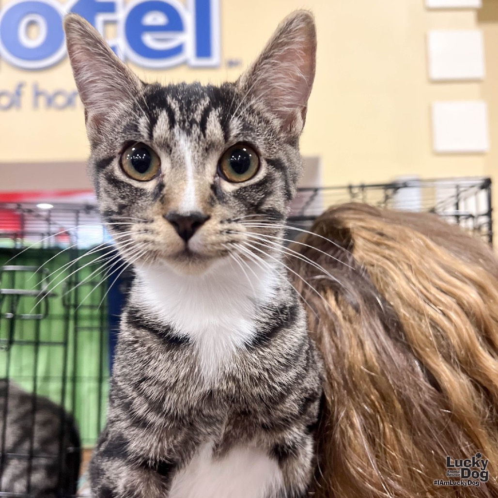 LIVIA - Domestic Shorthair available for adoption