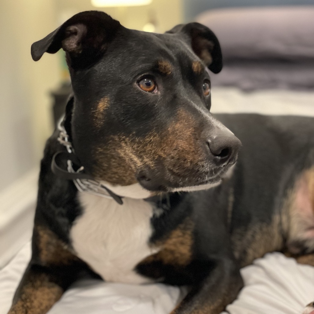 NY Toby (Home in Babylon)